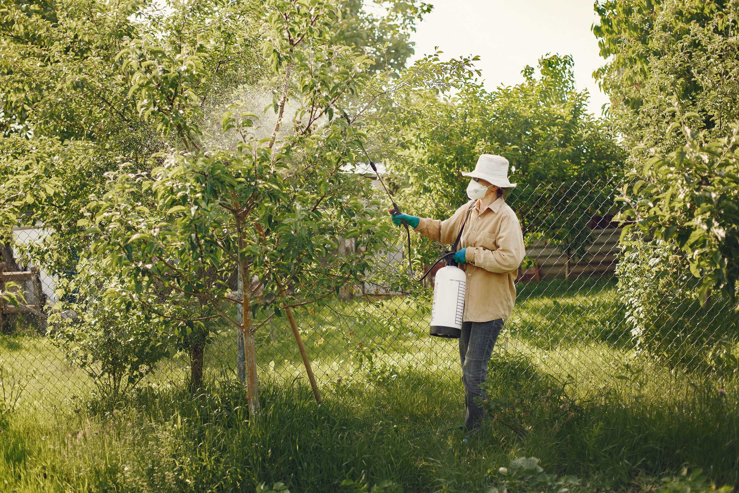 Femme pulvérisant pesticide sur arbres jardin