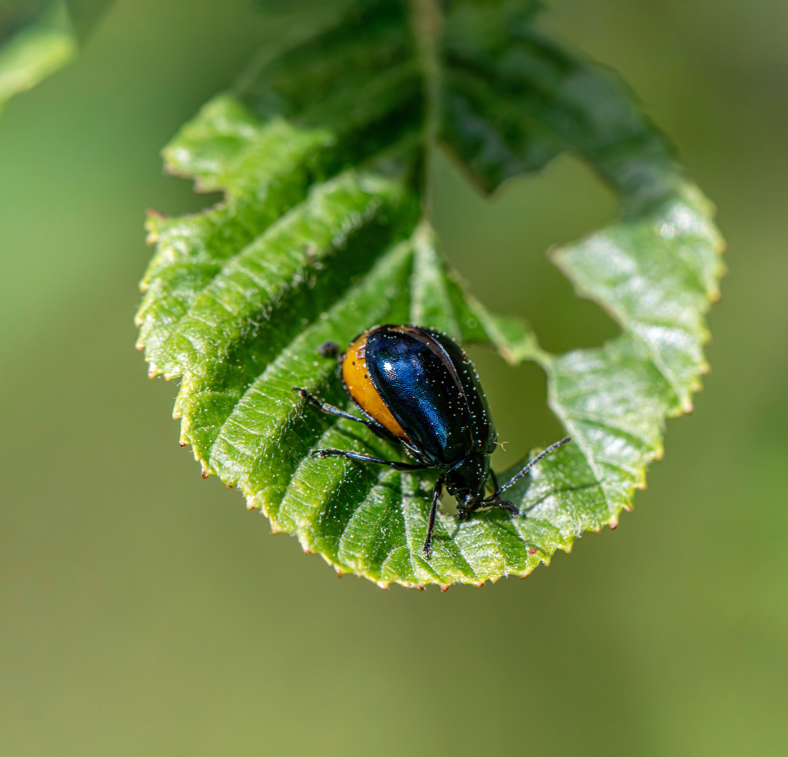 Chrysomèle de l'aulne sur feuille naturelle