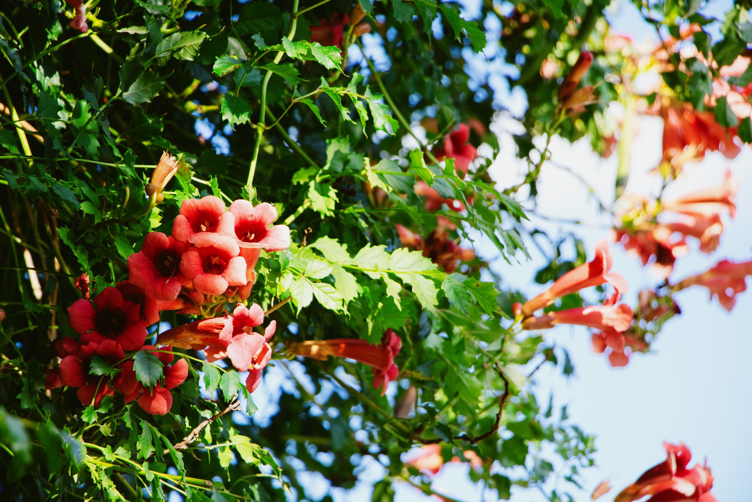 Fleurs rouges bignone épanouies soleil