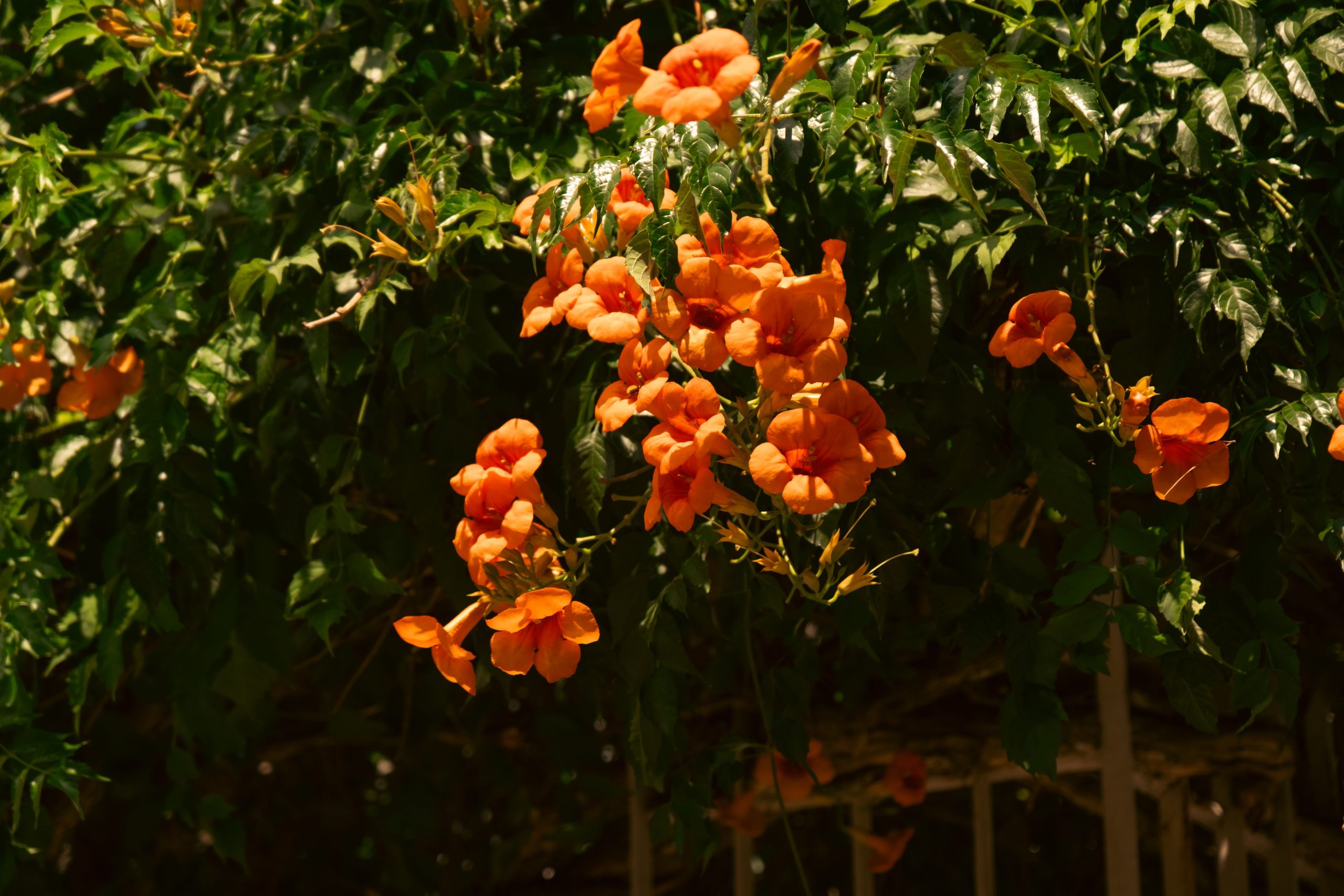 Bignone fleurs orange en cascade lumineuse