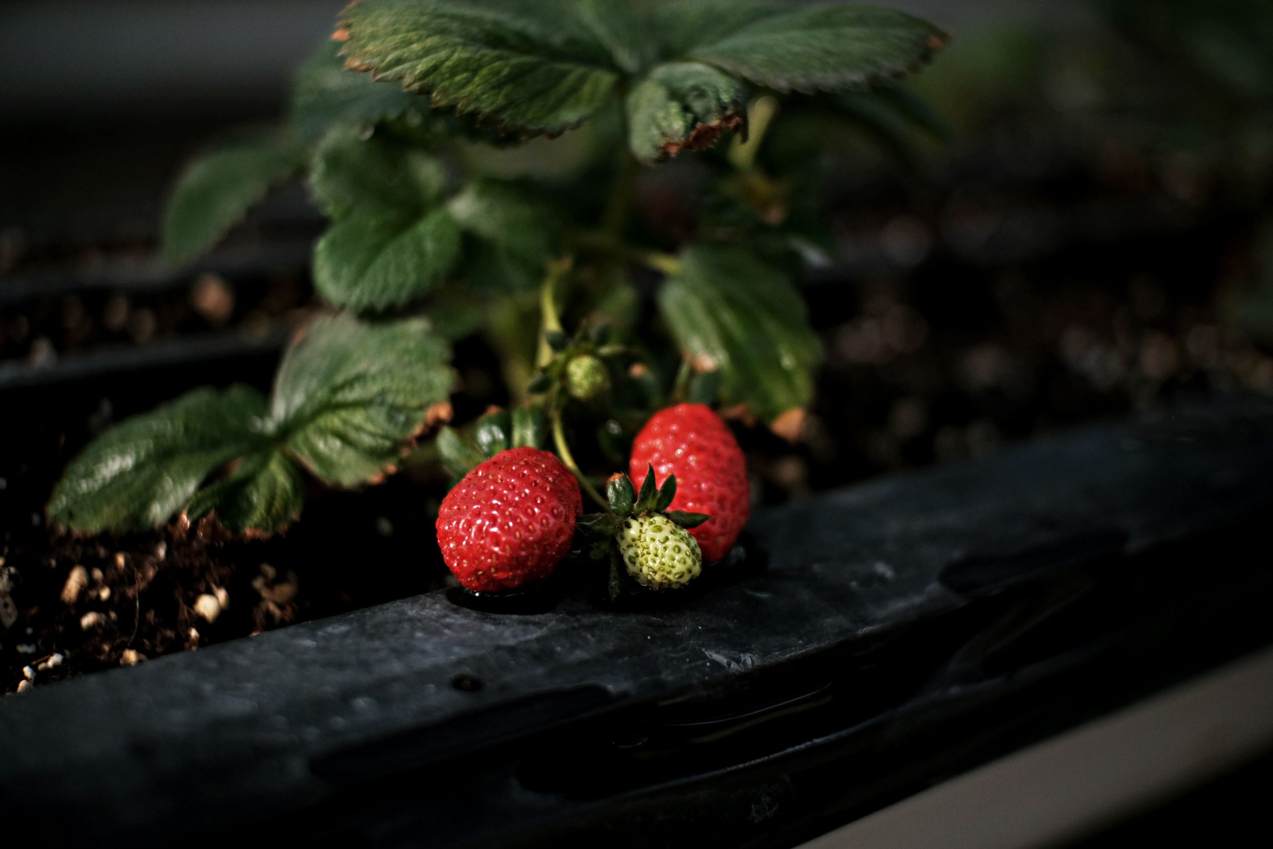 Fraises vibrantes jardin croissance naturelle