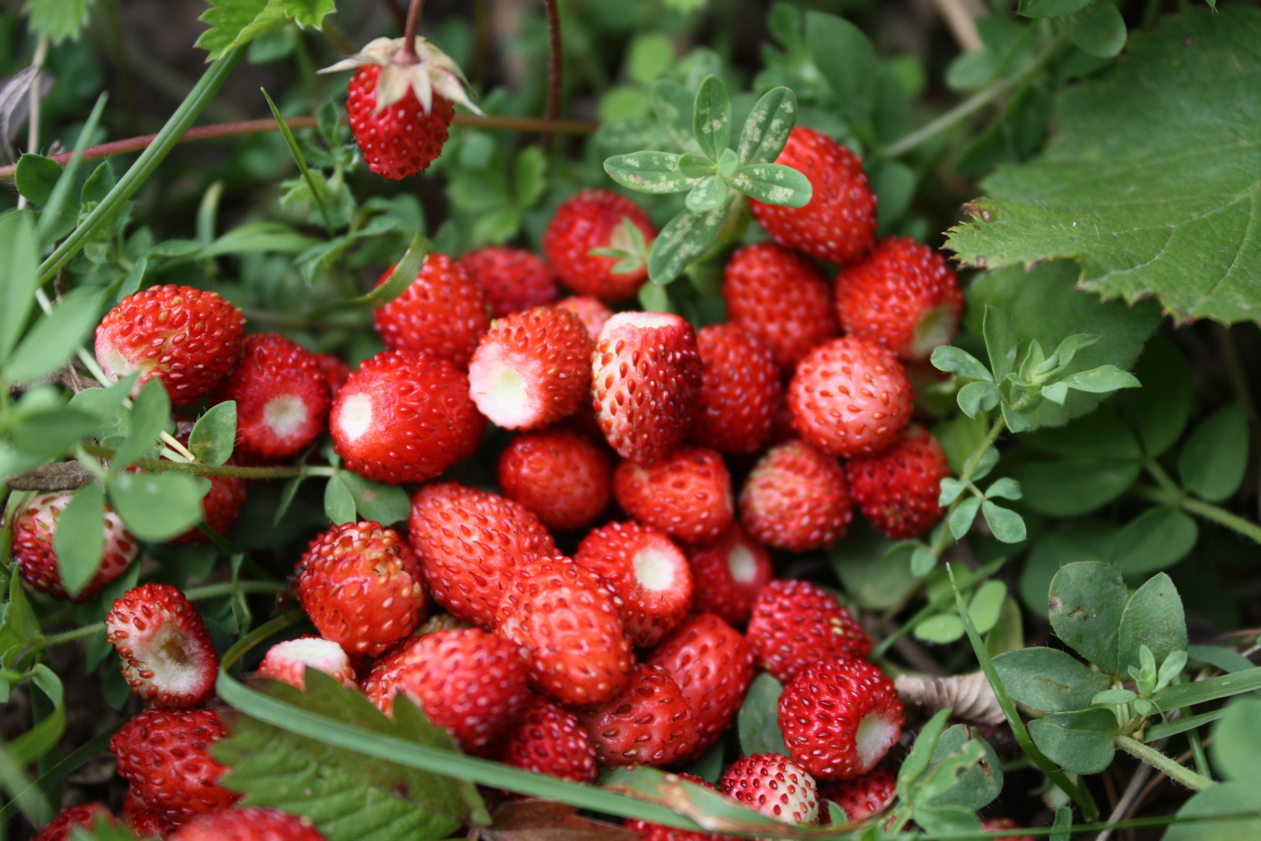 Fraises sauvages feuillage vert jardin
