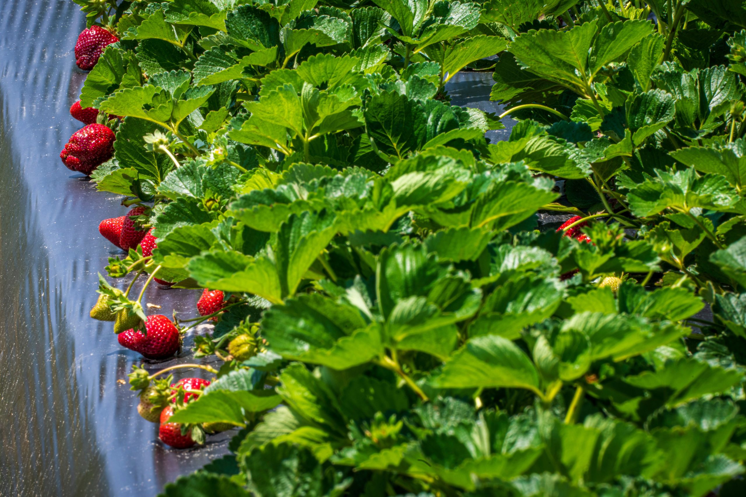 Fraisier non remontant champ luxuriant ensoleillé