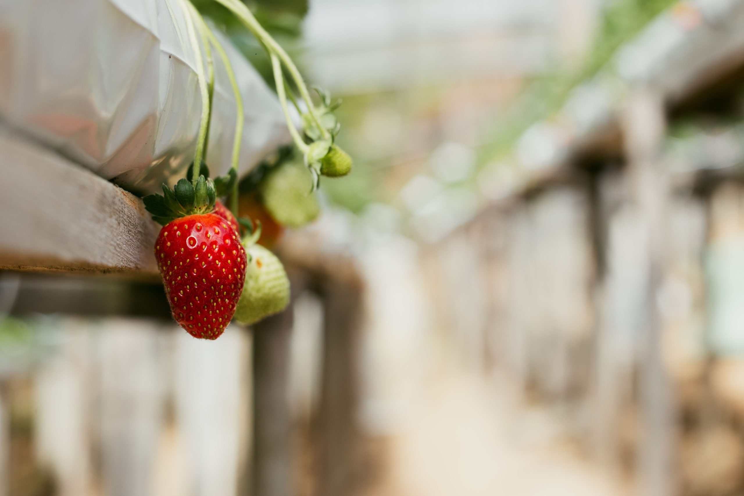 Fraisier serre récolte fraises saines vibrantes