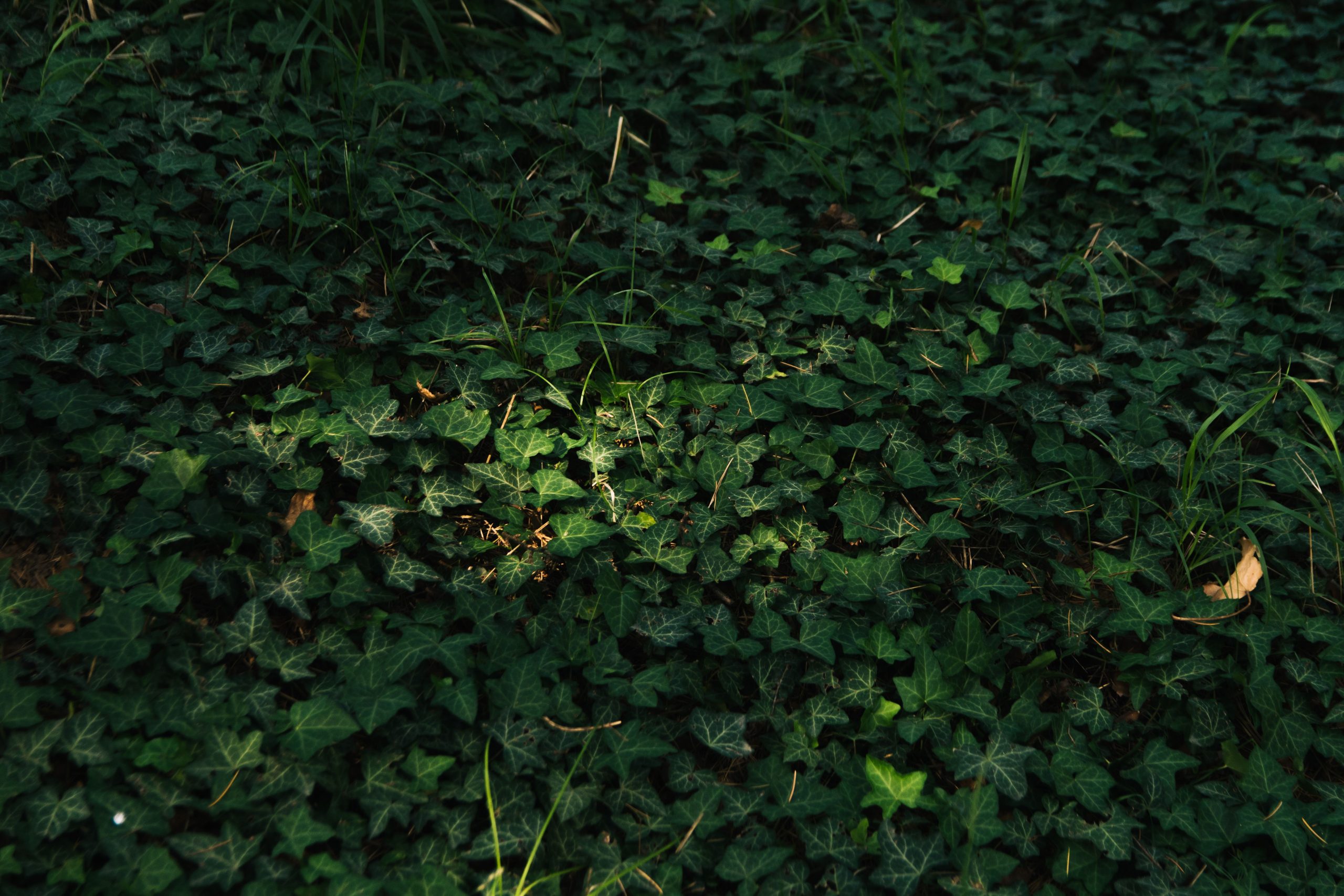 Tapis de lierre couvrant le sol forestier
