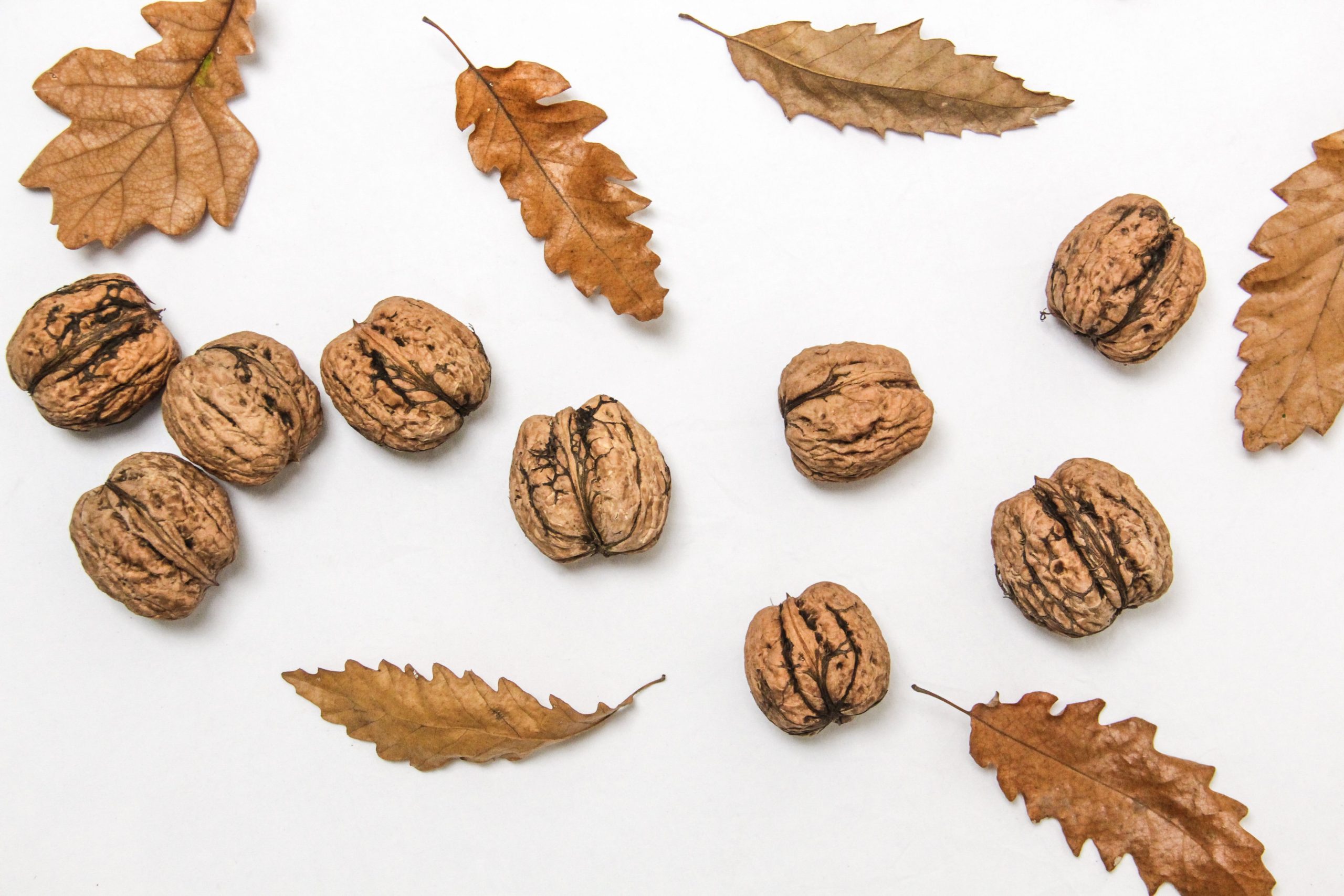 Noix entières et feuilles d'automne sur fond blanc
