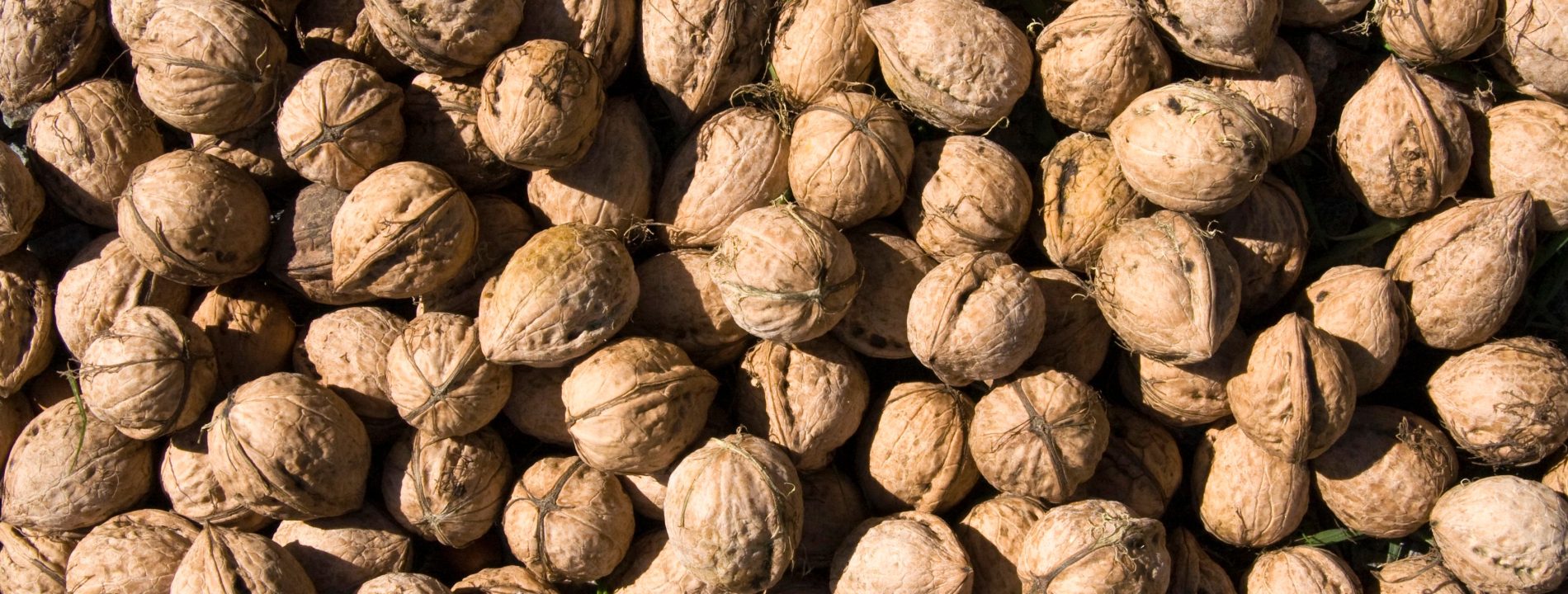 Quand récolter les noix pour ne pas se tromper ?