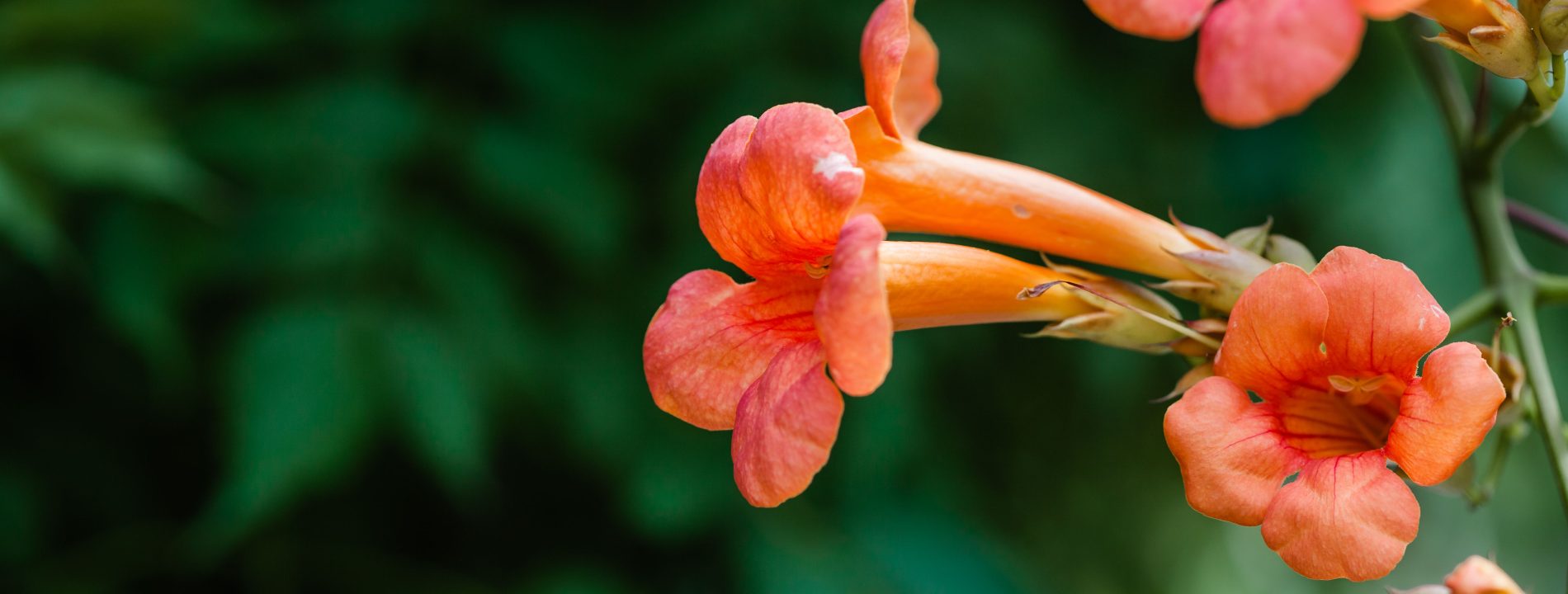 Taille des bignones : pourquoi ta plante ne fleurit plus ?