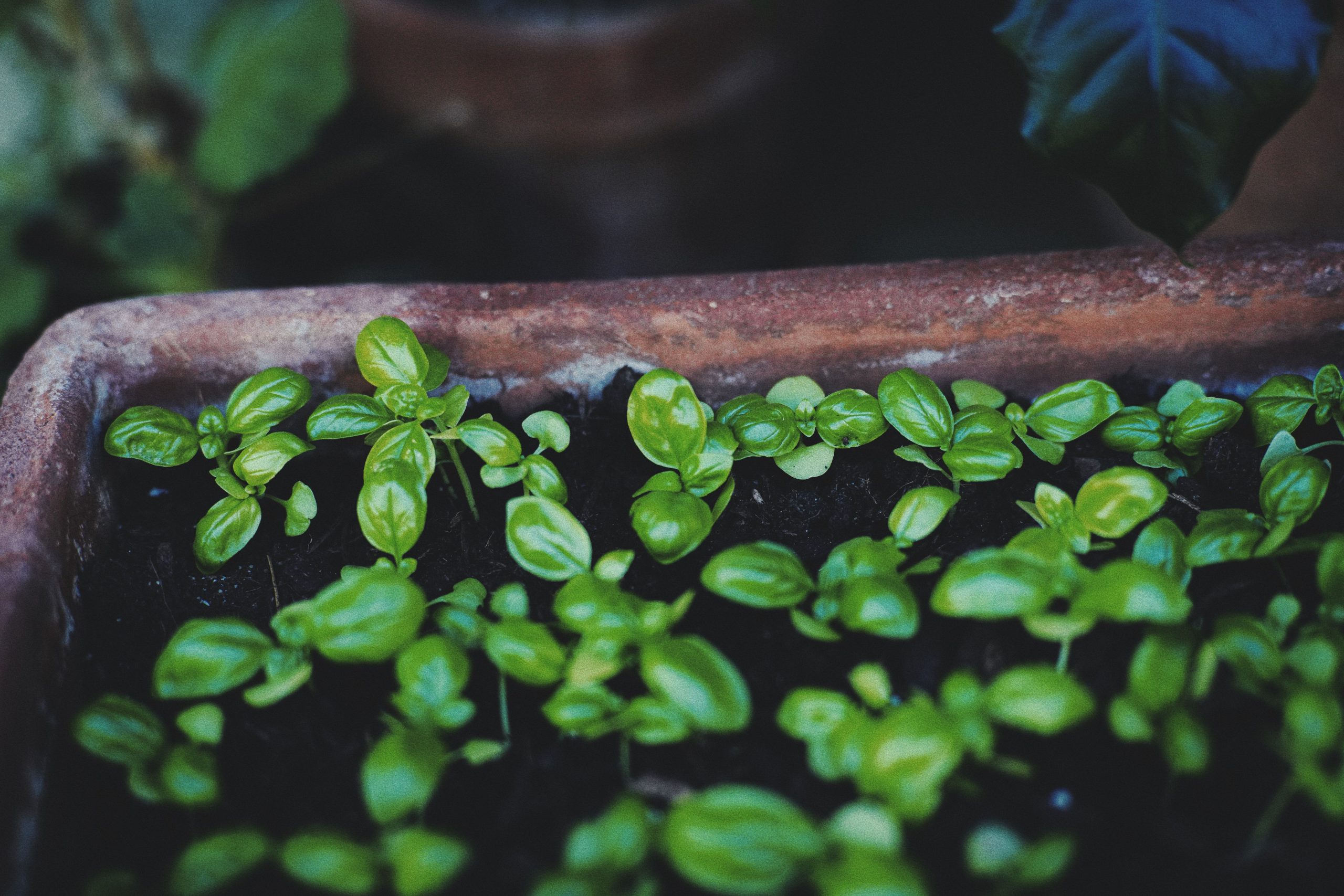 Jeunes plants de basilic luxuriants en pot terre cuite
