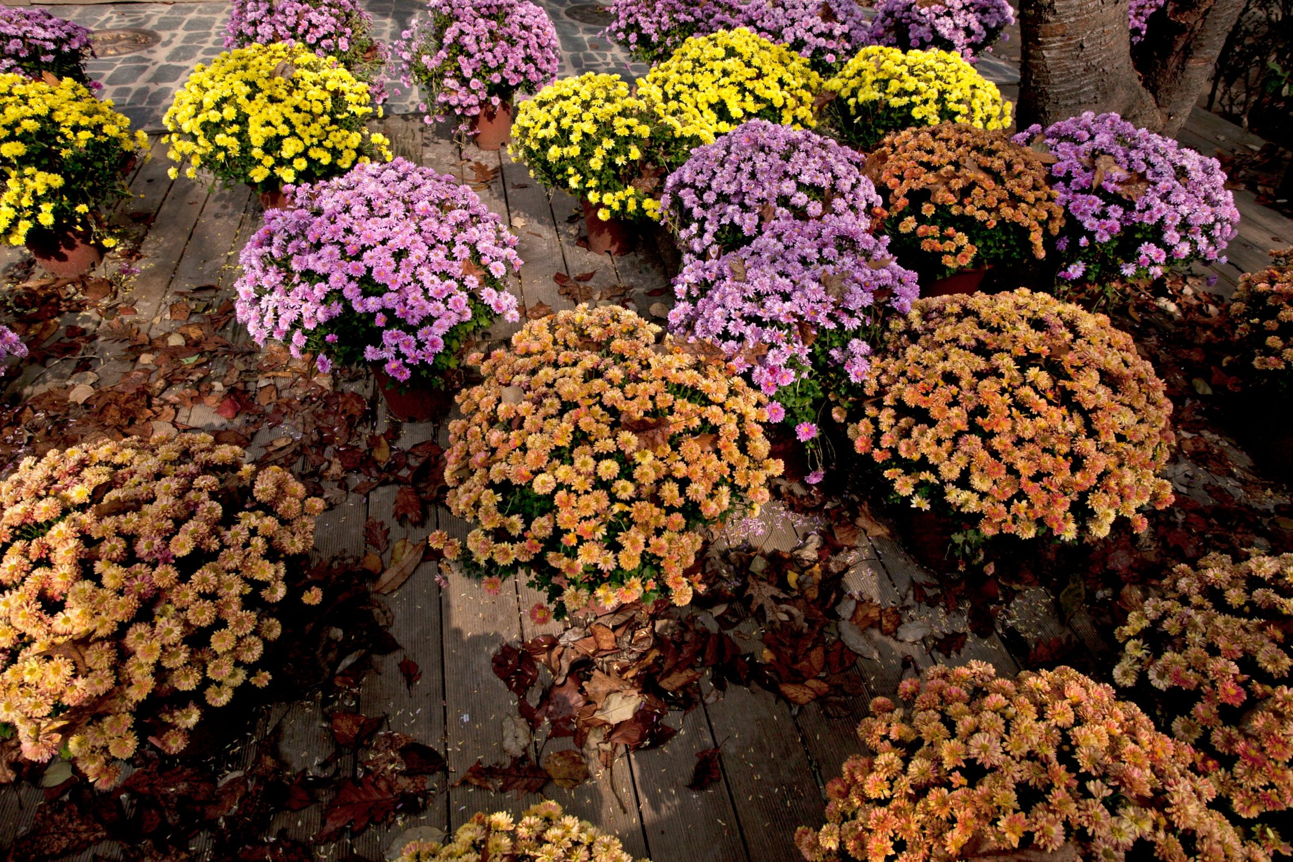 Chrysanthèmes colores sur terrasse bois