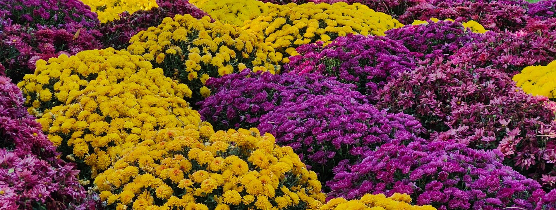 Que planter en automne pour des fleurs au printemps ?