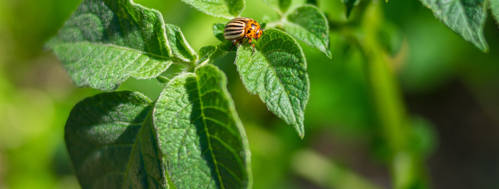 Comment se débarrasser des doryphores sur les pommes de terre ?