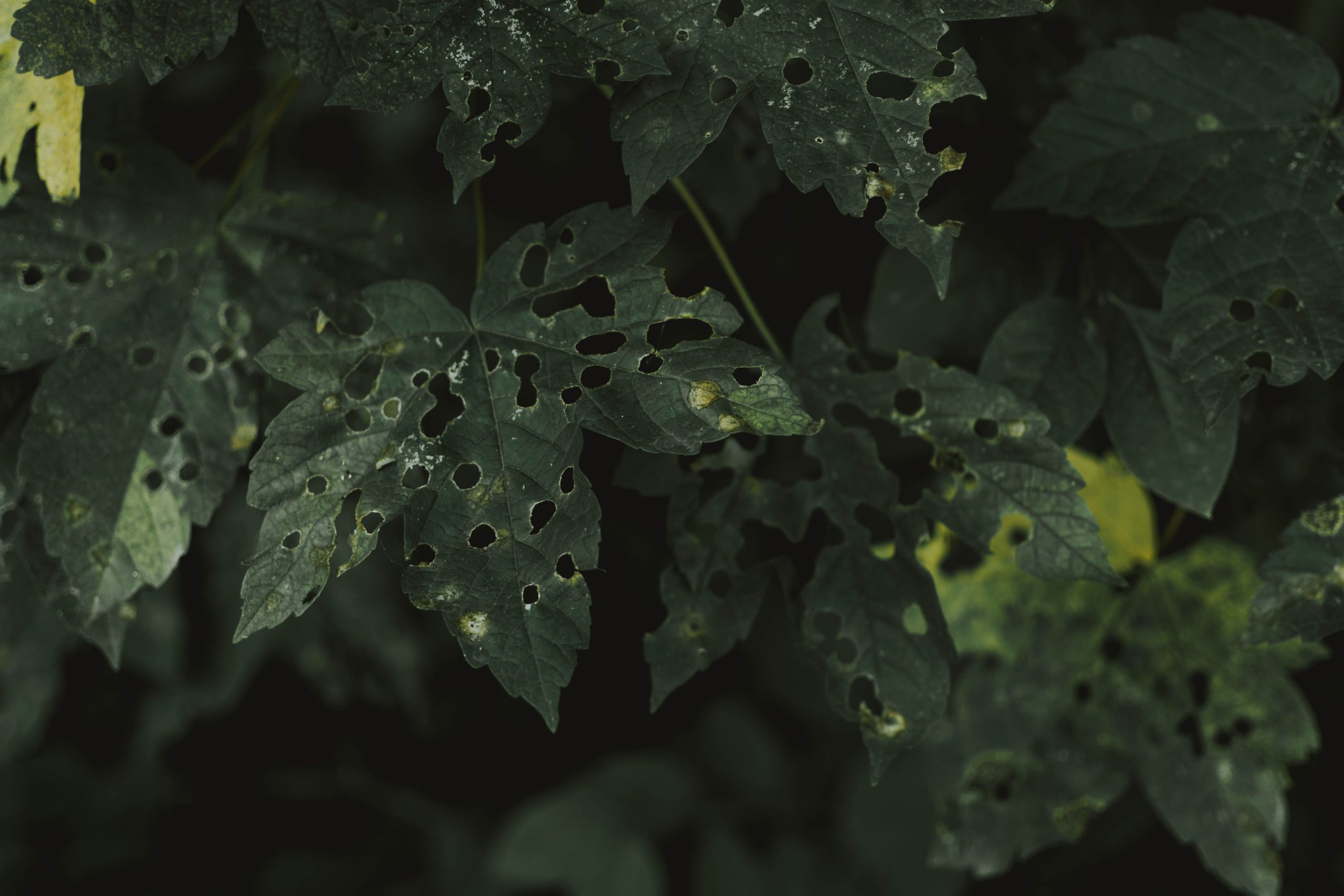 Feuilles vertes trouées par des insectes nuisibles