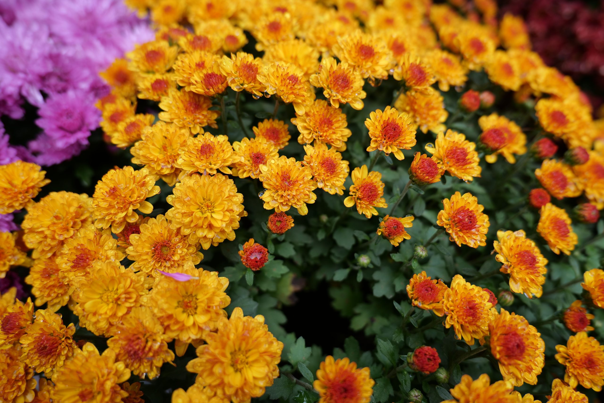 Chrysanthèmes orange et rose en bloom