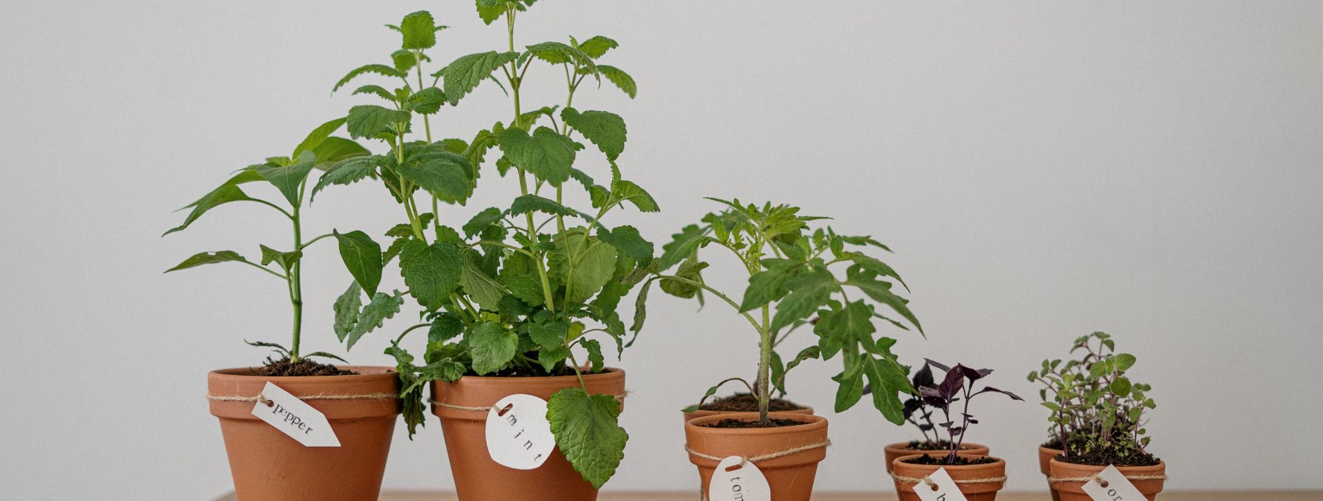 Quand planter des herbes aromatiques en jardinière ?