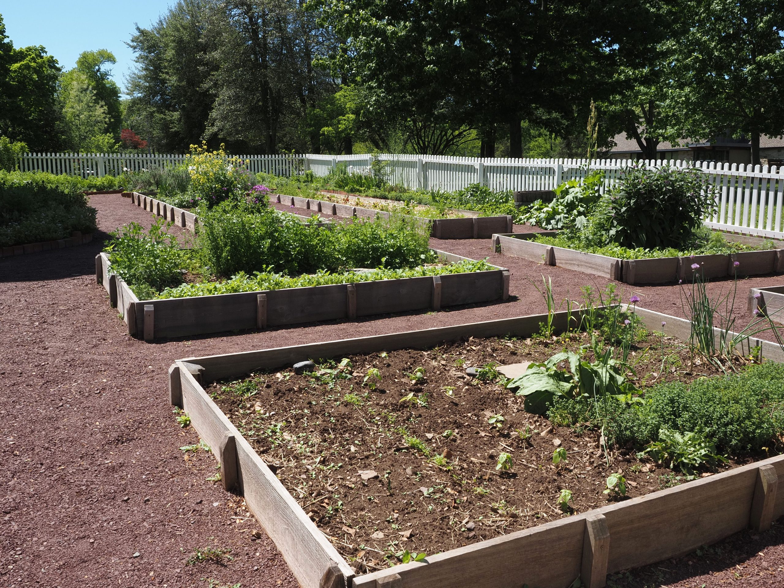 Jardin communautaire avec plusieurs bacs surélevés