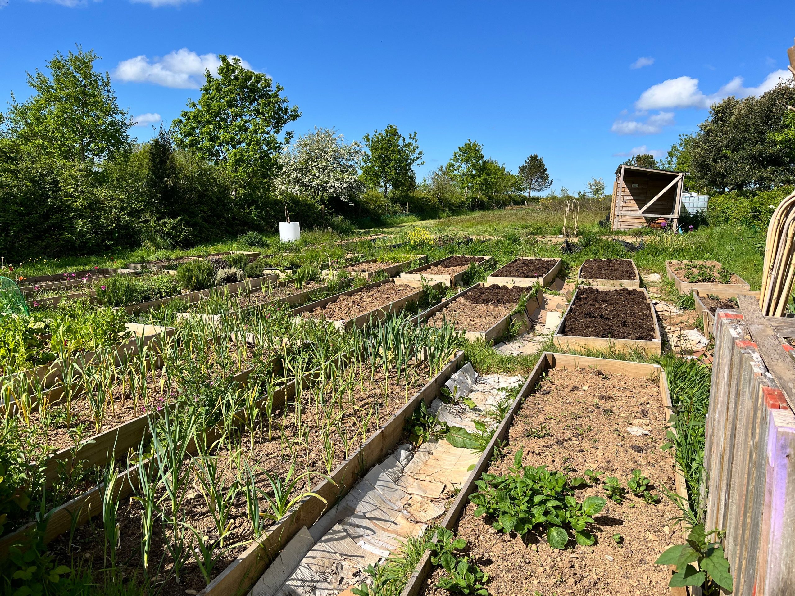 Jardin potager avec jardinières hautes au printemps