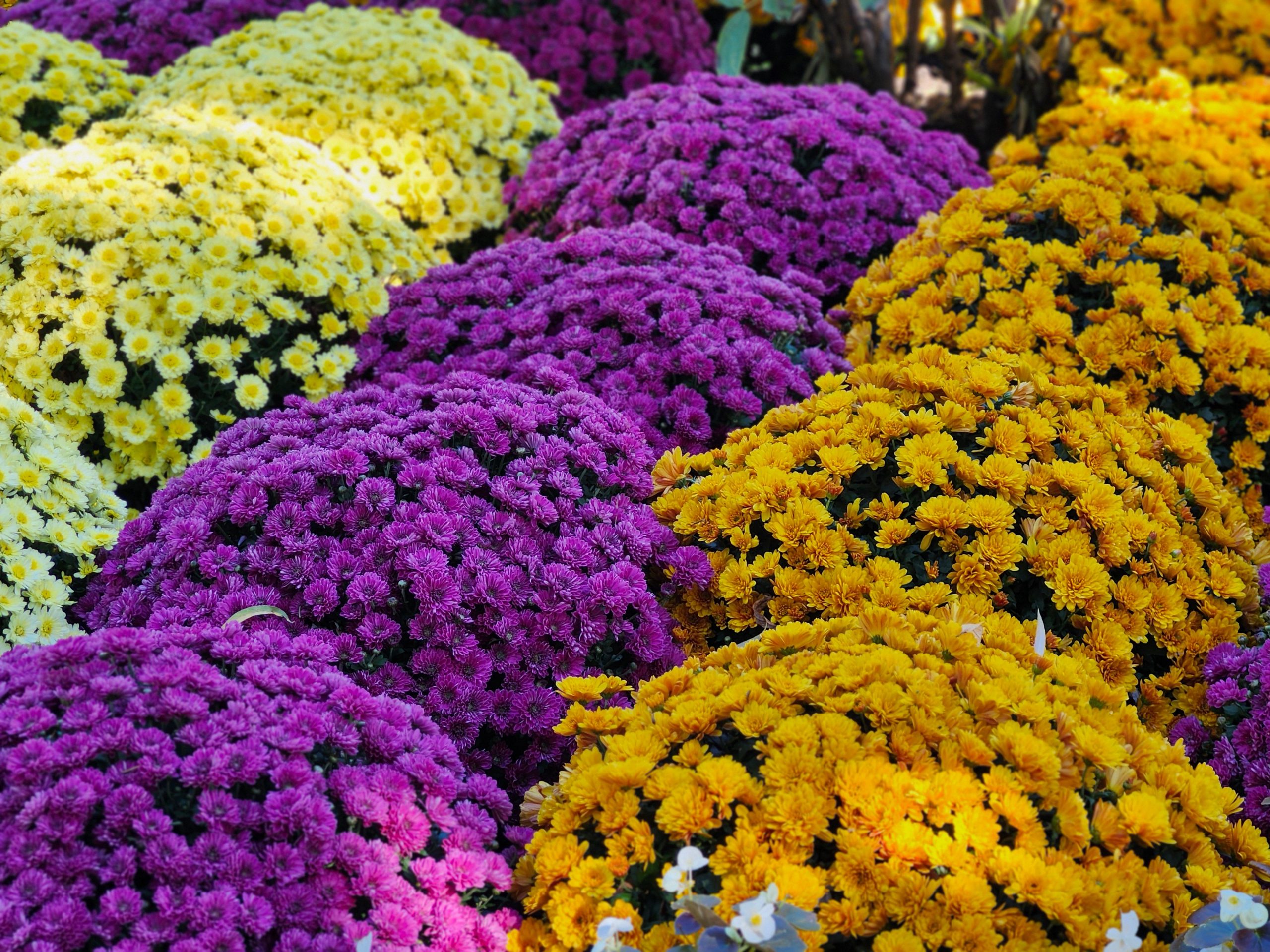 Chrysanthèmes vibrants automne pourpre jaune blanc