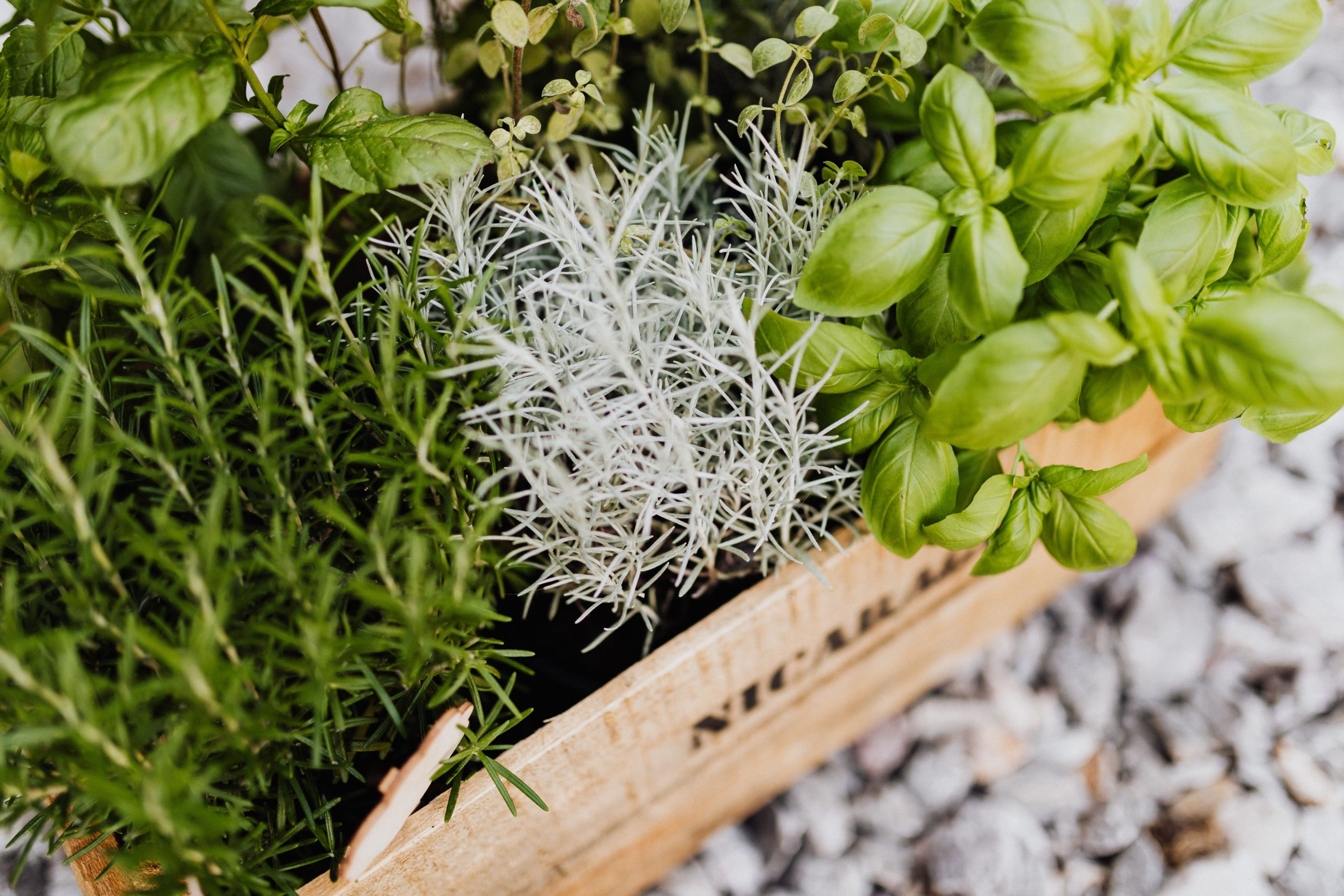 Collection coloree herbes aromatiques caisse bois jardiniere