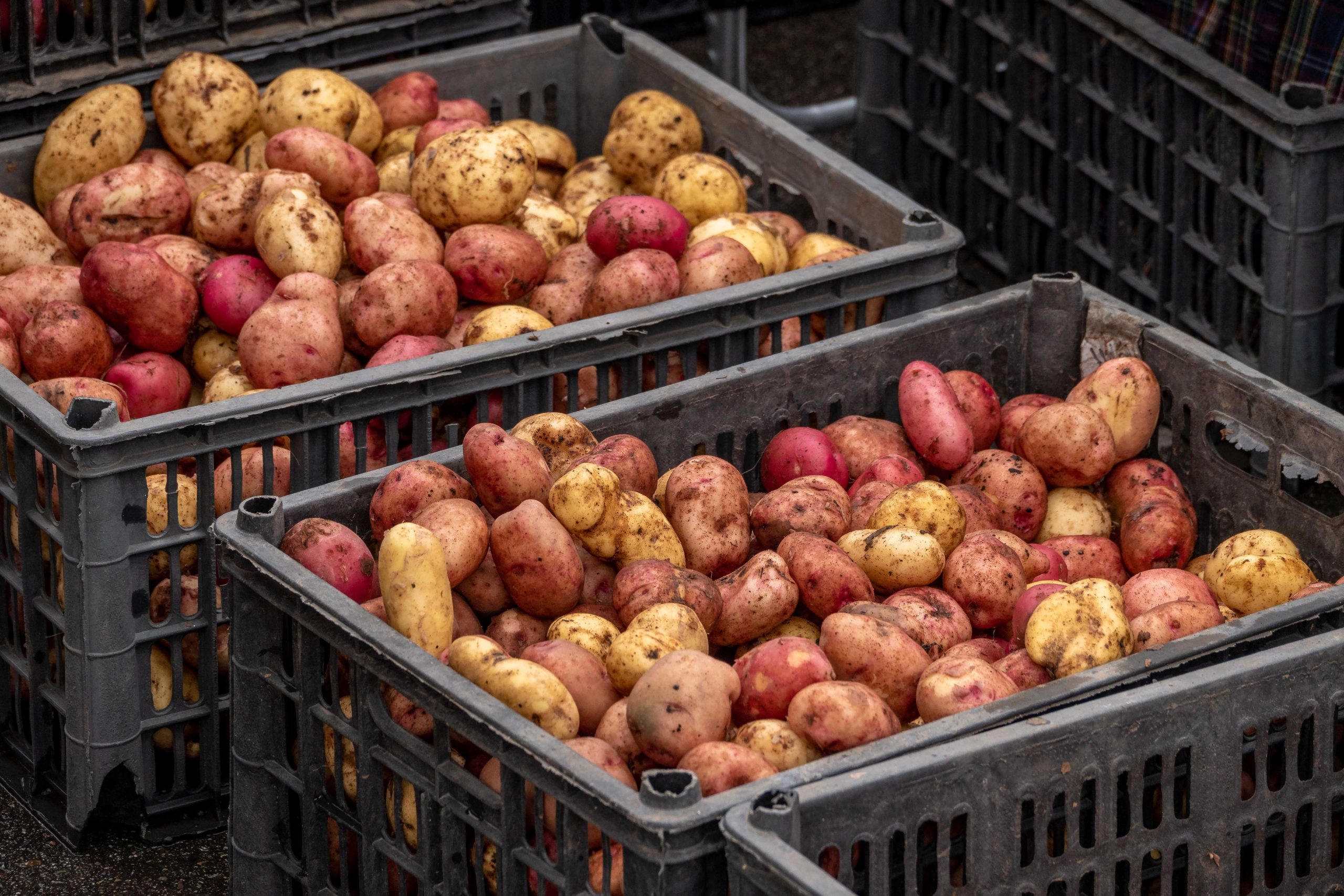 Pommes de terre récoltées dans des caisses