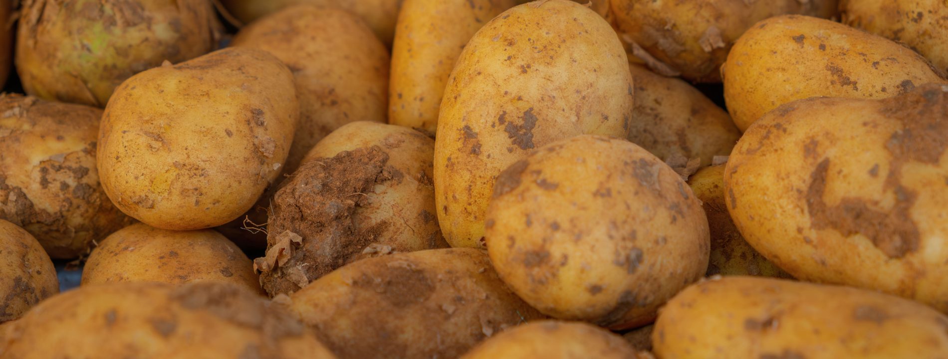 Comment savoir quand récolter vos pommes de terre ?